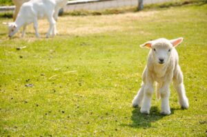 主は私の羊飼い
