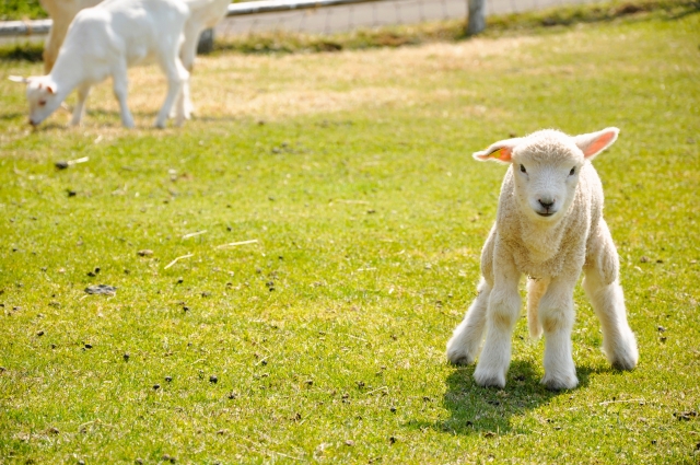 主は私の羊飼い